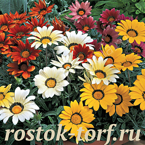 Гацания жестковатая (Gazania rigens F1) Kiss Frosty Mix, 5 семян