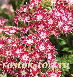 Флокс друммонда (Phlox drummondii) Popstars Rose with Eye, 5 семян