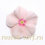 Катарантус розовый ампельный (Vinca rosea) Mediterranean – Xp Peach, 5 семян