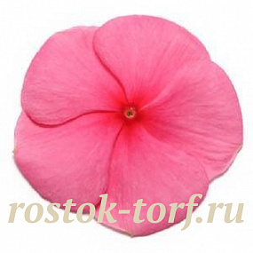 Катарантус розовый (Vinca rosea) Pacifica – Xp Punch, 10 семян