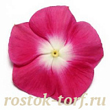 Big pack Катарантус розовый (Vinca rosea) Pacifica – Xp Burgundy Halo Xp, 30 семян