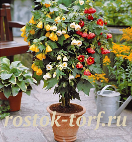 Абутилон гибридный (Abutilon hybridum) Bellvue Mixed, 10 семян