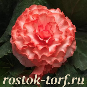 Big pack Бегония клубневая (Begonia tuberosa) On Top Surprise, 20 драже