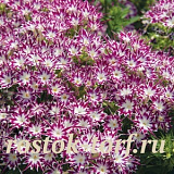 Флокс друммонда (Phlox drummondii) Popstars Purple with Eye, 5 семян
