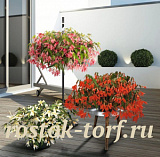 Бегония боливийская (Begonia boliviensis) Sun Cities MIX, 3 драже