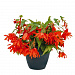 Big pack Бегония гибридная (Begonia x hybrida) Funky Orange, 20 драже