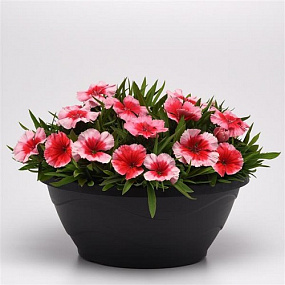 Гвоздика (Dianthus chinensis) Coronet™ Strawberry, 5 драже