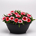 Гвоздика (Dianthus chinensis) Coronet™ Strawberry, 5 драже