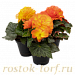 Big pack Бегония клубневая (Begonia tuberhybrida) Nonstop Flame, 30 драже