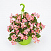 Бегония бенариензис (Begonia x benariensis) Big Pink Green Leaf , 3 драже