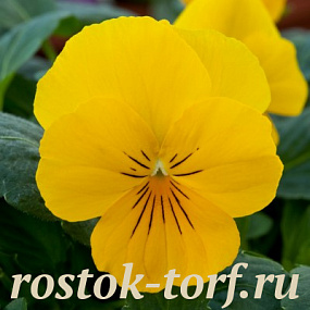 Виола виттрока (Viola wittrockiana F1) Freefall Golden Yellow, 5 семян