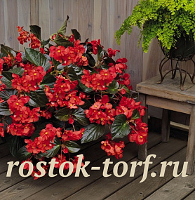 Big pack Бегония бенариензис (Begonia x benariensis) Big Deluxxe Red Bronze Leaf, 20 драже