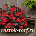 Big pack Бегония бенариензис (Begonia x benariensis) Big Deluxxe Red Bronze Leaf, 20 драже