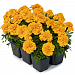 Бархатцы отклоненные (Tagetes patula F1) Super Hero Gold, 10 шт очищ.семян