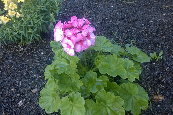 И вновь она! Герань! Пеларгония зональная (Pelargonium x hortorum) Divas Petticoat.