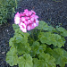 И вновь она! Герань! Пеларгония зональная (Pelargonium x hortorum) Divas Petticoat.