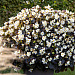 Бегония бенариензис (Begonia x benariensis) Big White Bronze Leaf, 3 драже