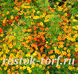 Бархатцы тонколистные (Tagetes tenuifolia) Gem mix, 10 шт семян