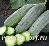 Огурец пчёлоопыляемый Гектор, 5 шт семян