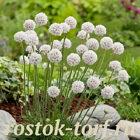 Армерия приморская (Armeria maritima) Morning Star White, 5 семян