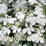 Big pack Лобелия еринус (Lobelia erinus) Riviera White, 50 мультидраже