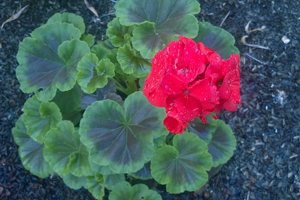 И вновь она! Герань! Пеларгония зональная (Pelargonium x hortorum) Divas Petticoat.