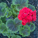 И вновь она! Герань! Пеларгония зональная (Pelargonium x hortorum) Divas Petticoat.