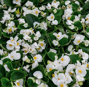 Бегония вечноцветущая Begonia semperflorens Super Cool White, 10 драже