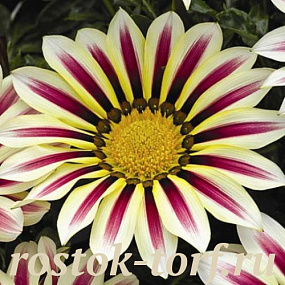 Гацания жестковатая (Gazania rigens F1) Big Kiss White Flame, 5 семян