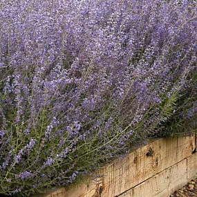Перовския (Perovskia atriplicifolia) Bluesette, 3 шт