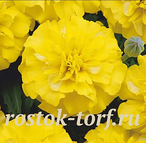 Бархатцы отклоненные (Tagetes patula F1) Bonanza Yellow, 10 шт очищ. семян
