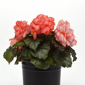 Big pack Бегония клубневая (Begonia tuberosa) On Top Fandango, 20 драже