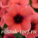 Катарантус розовый (Vinca rosea) Tattoo Papaya, 5 семян