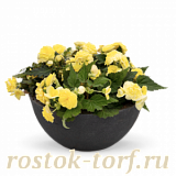 Big pack Бегония клубневая (Begonia tuberhybrida) Nonstop Lemon, 30 драже