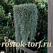 Дихондра ползучая (Dichondra repens) Silver Falls, 3 шт драже