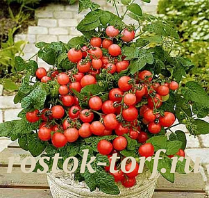 Томат декоративный Балконное чудо, 3шт семян