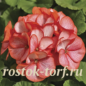 Пеларгония зональная (Pelargonium hortorum F1) Maverick Scarlet Picotee, 3 шт. обраб.