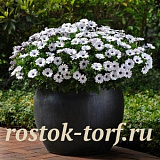 Остеоспермум Эклона (Osteospermum eclonis F1) Akila White, 3 шт семян