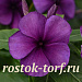 Катарантус розовый (Vinca rosea) Tattoo Blueberry , 5 семян