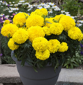 Big pack Бархатцы прямостоячие (Tagetes erecta F1) BIG TOP Yellow, 30 шт очищ.семян