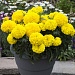 Big pack Бархатцы прямостоячие (Tagetes erecta F1) BIG TOP Yellow, 30 шт очищ.семян