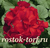 Пеларгония зональная (Pelargonium hortorum F1) Ringo 2000 Cardinal, 3 драже