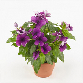 Катарантус розовый (Vinca rosea) Tattoo Blueberry , 5 семян