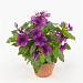 Катарантус розовый (Vinca rosea) Tattoo Blueberry , 5 семян