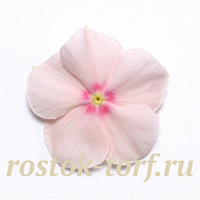 Катарантус розовый ампельный (Vinca rosea) Mediterranean – Xp Peach, 5 семян