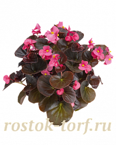 Big pack Бегония вечноцветущая Begonia semperflorens Cocktail® Tequila, 50 драже