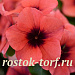 Катарантус розовый (Vinca rosea) Tattoo Papaya, 5 семян