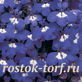 Лобелия еринус (Lobelia erinus) Riviera Blue Eyes, 5 мультидраже