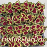 Колеус гибридный (Coleus hybrida) Wizard Rose, 10 семян