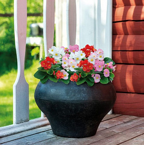 Бегония вечноцветущая Begonia semperflorens Super Cool MIX, 10 драже